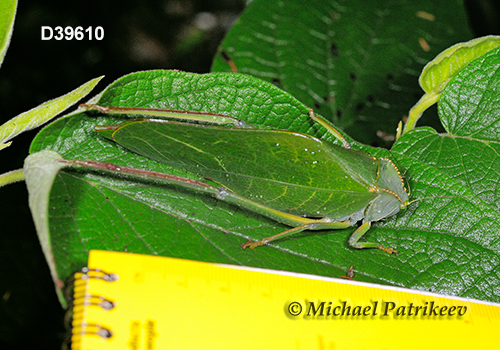 Steirodon dentiferoides